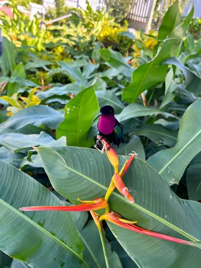 Studio Ti' Colibri Sainte-Marie 0*,  Martinique